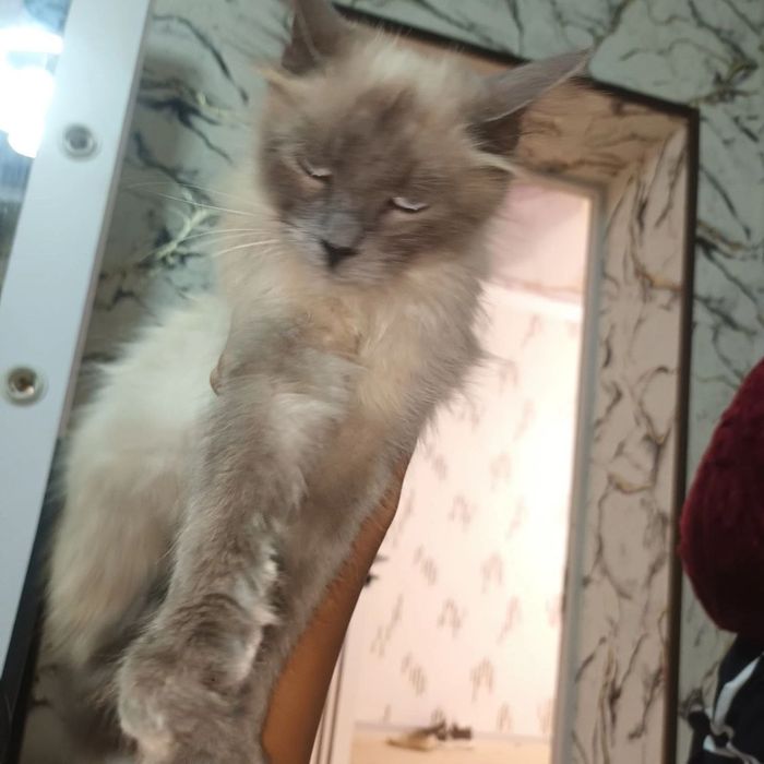 Mushu sotlad 600min kelishlad