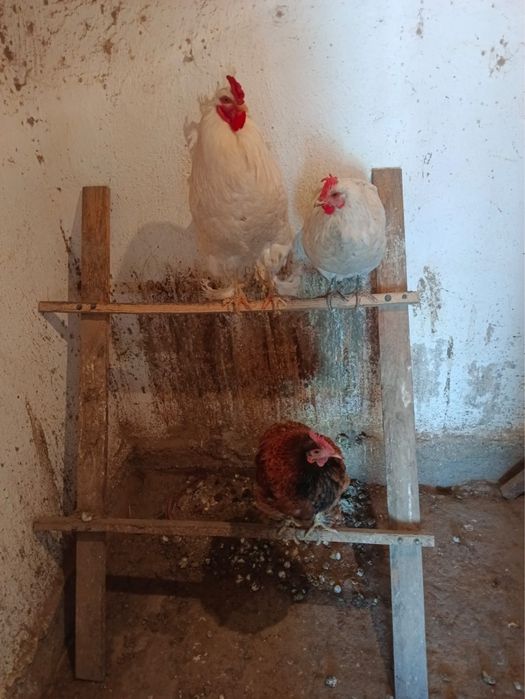 Куры, на мася хорошие