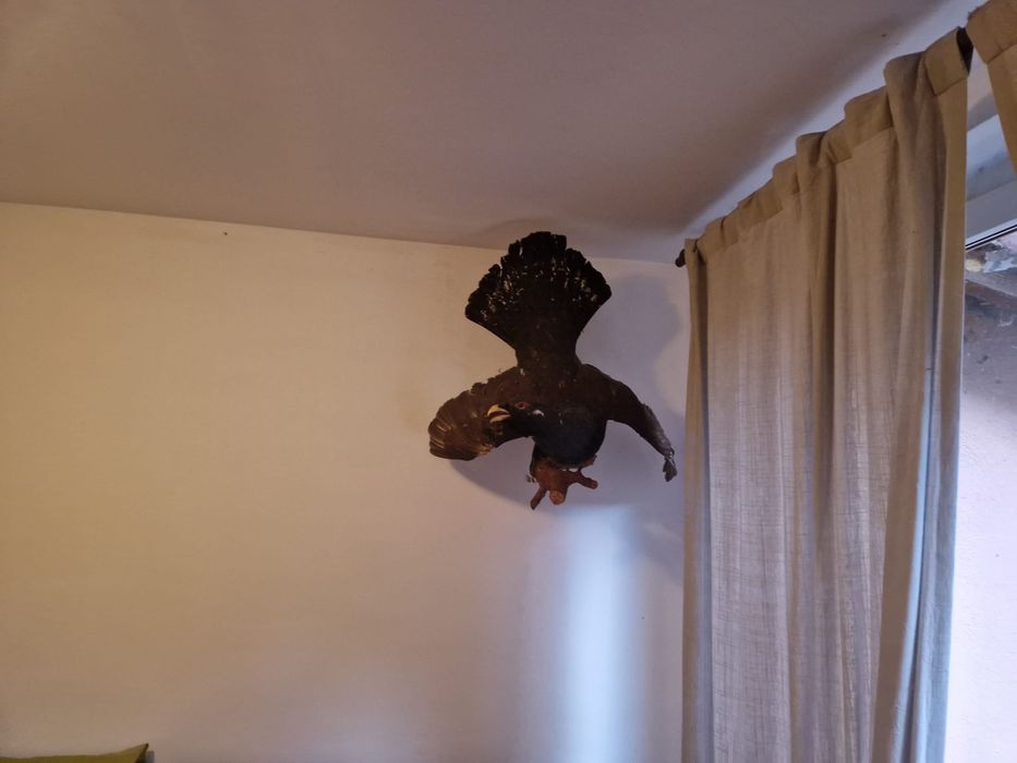 Trofeu cocos de munte