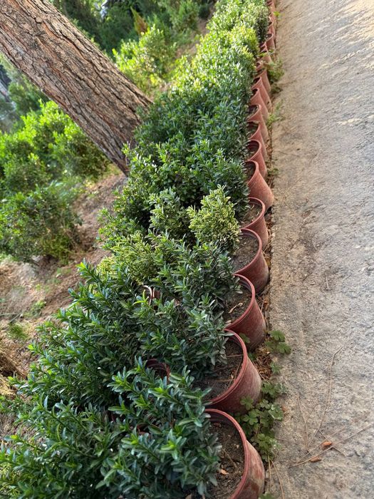 В продаже Японский шпиндель(Бересклет) или Пёстрый бересклет