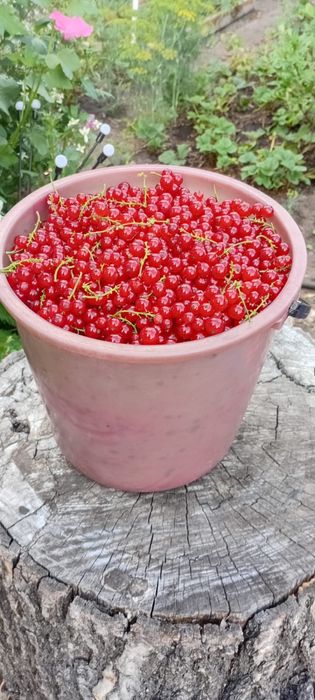 Красная смородина