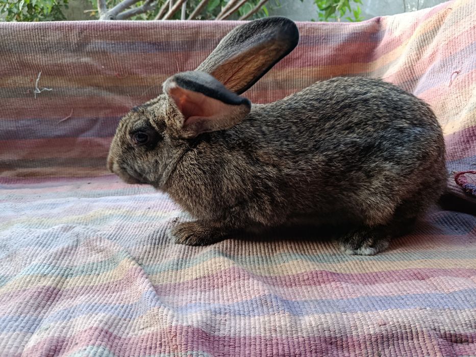 К,уйон самест сотилади