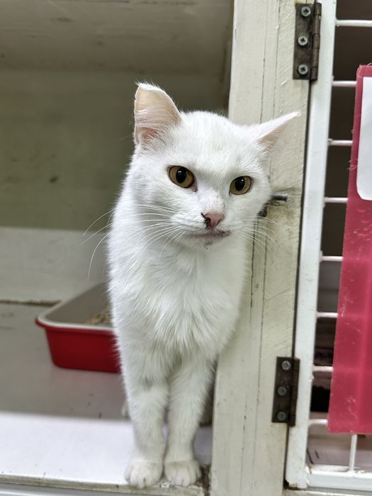 Кошечка Ульяна ищет дом