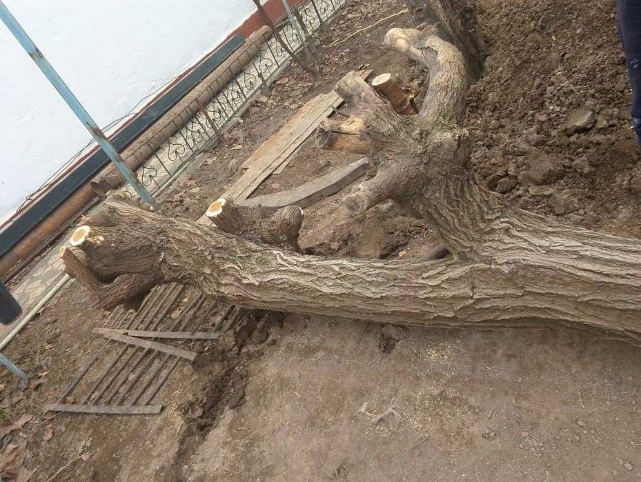 тут дарахти СОТИЛАДИ, мебельга ёки утинга,узунлиги 4 метр,диаметри36см