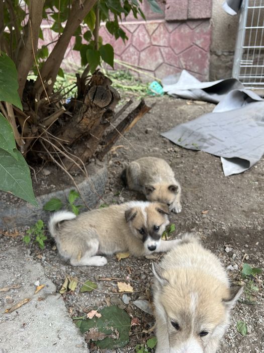 Продам щенят чистокровной лайки