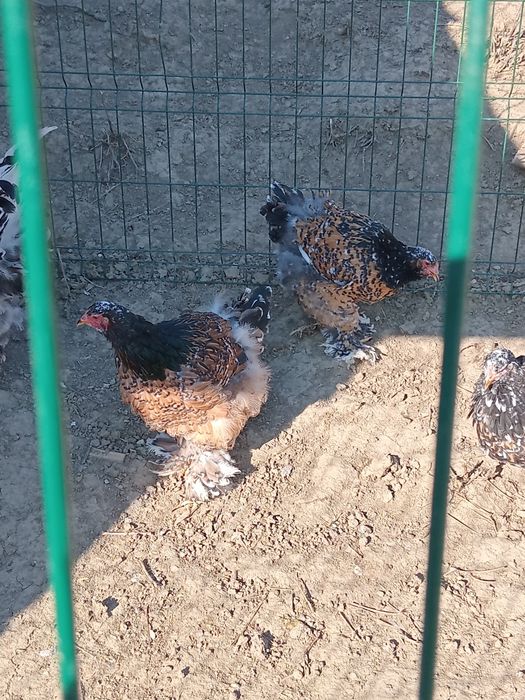 Ouă Brahma porțelan si bobat