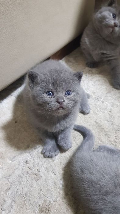 Продаётся  котята skotesh