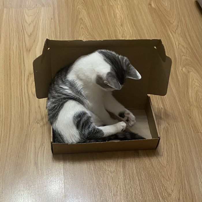 котенок 4 месяца