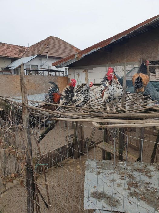 Vând găini de rasă