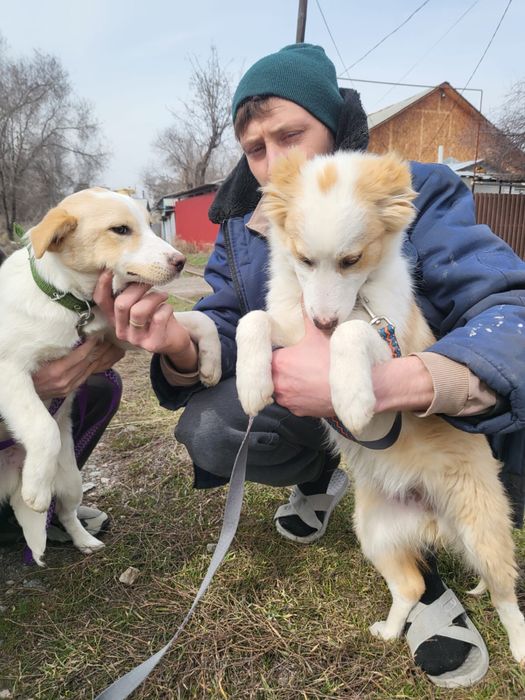 Отдаем в хорошие руки щенят