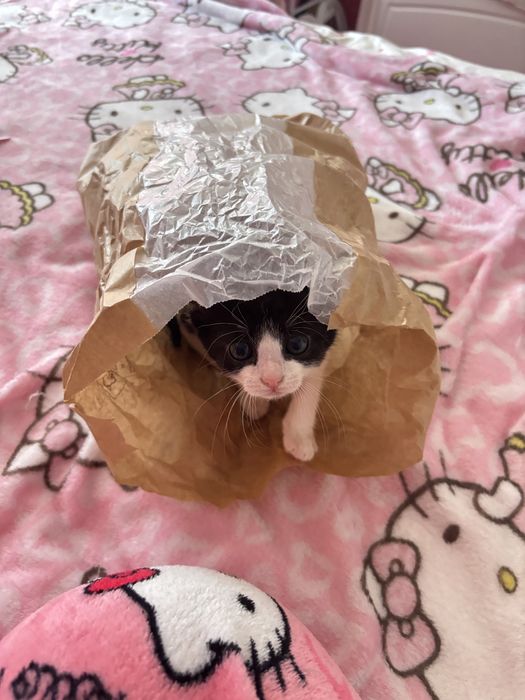 Pui pisica adoptie