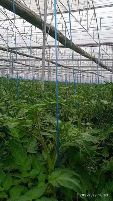 温室(温室)~现成的销售业务(温室、温室综合体)