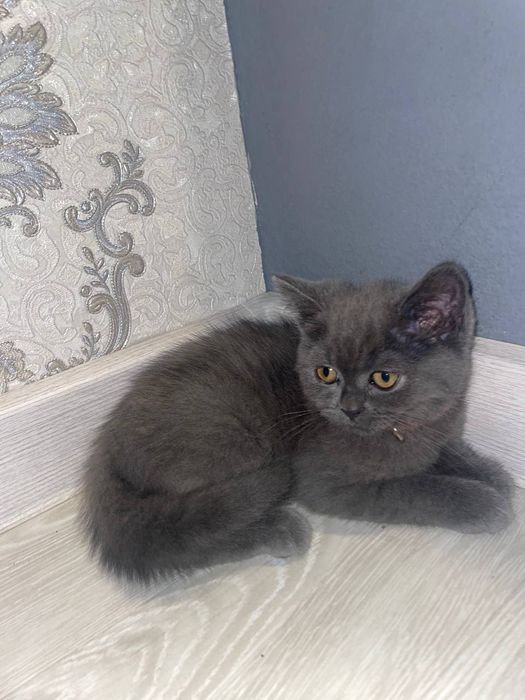 Zotı tozza brıtan Narxı 500ming Qöqon shaharı