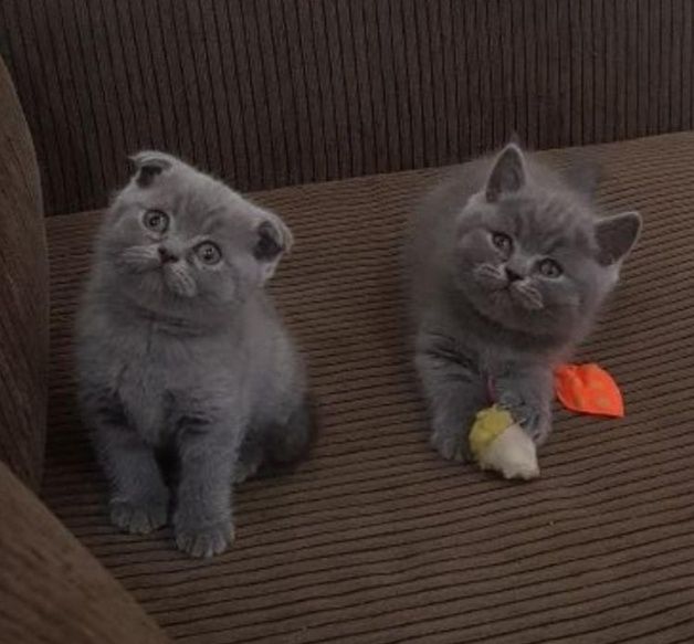 Котята ждут совй новый дом, мальчики и девочки