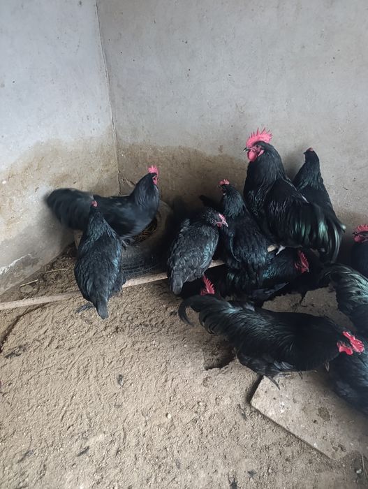 Avstralop Tovuq Xorozlar sotiladi