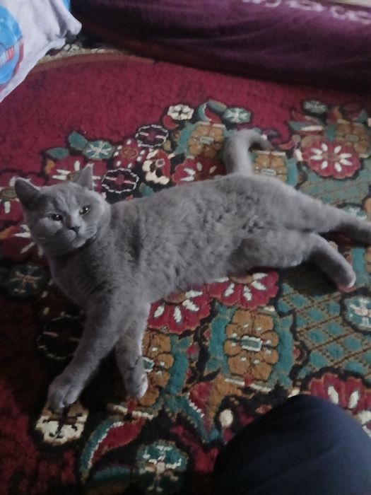 Rus kok mushugi sotiladi para uchun erkak