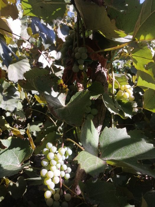 Struguri Capsunica Alba