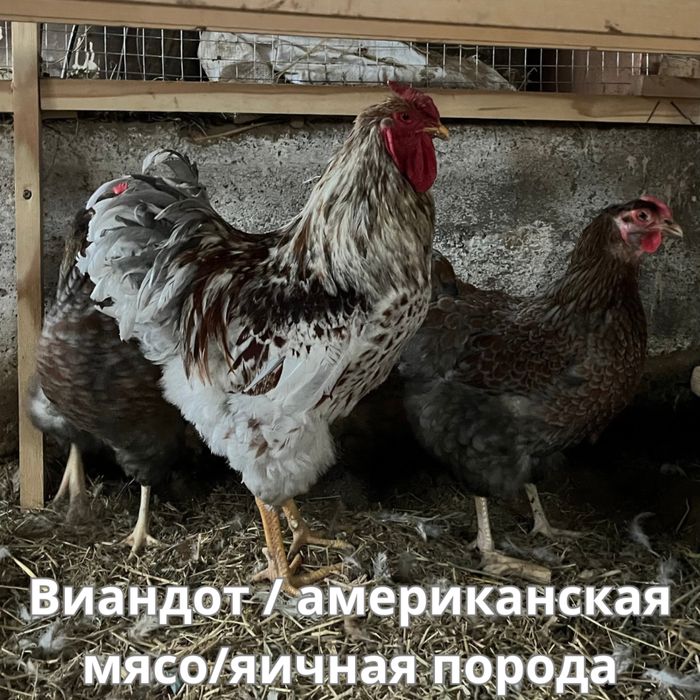 Яйца на инкубацию/циплята! Inkubatsiya uchun tuhum!