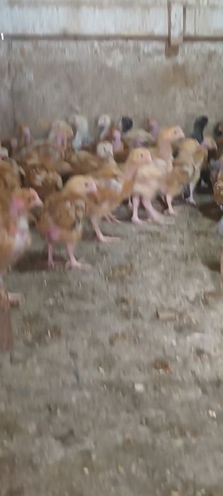 Gâscuțe,  pui mixti și price ouătoare de vânzare!