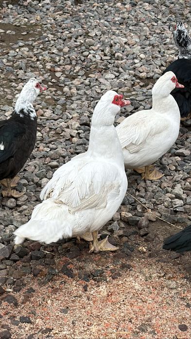 Продам индоуток несутся