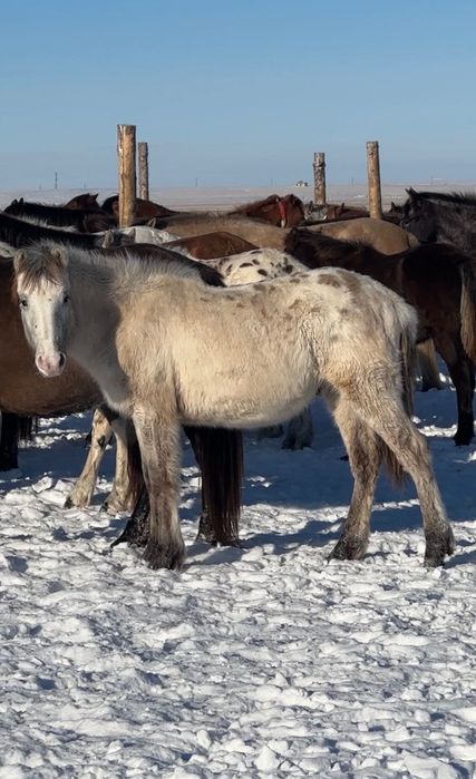 2 Кунандар  1 Тай Шубар