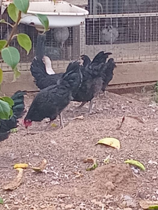 Үйдің тауықтарын сатам