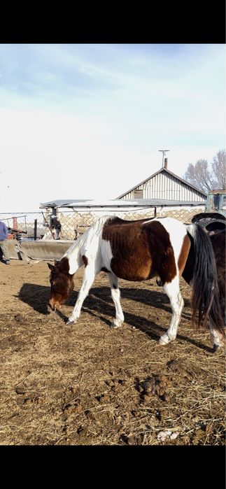 Буаз бие сатылады.
