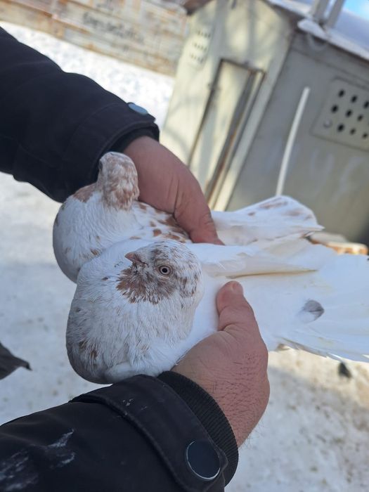 Голуби продаётся