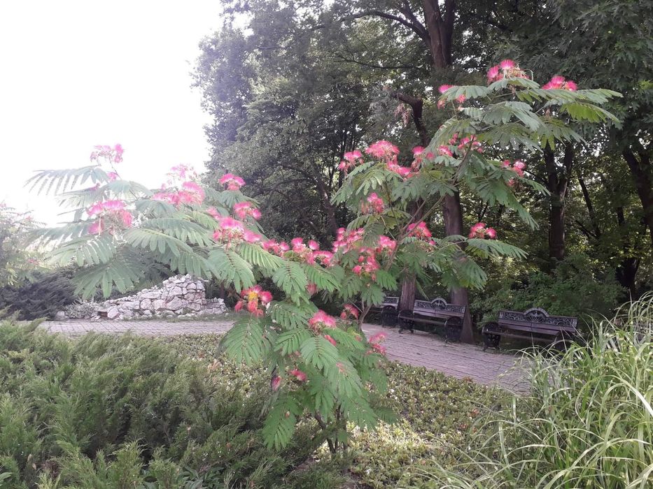Arbore de mătase la ghiveci