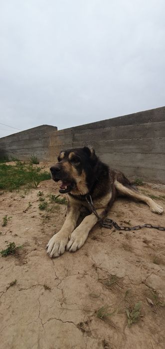 Ит сатылады Алабай