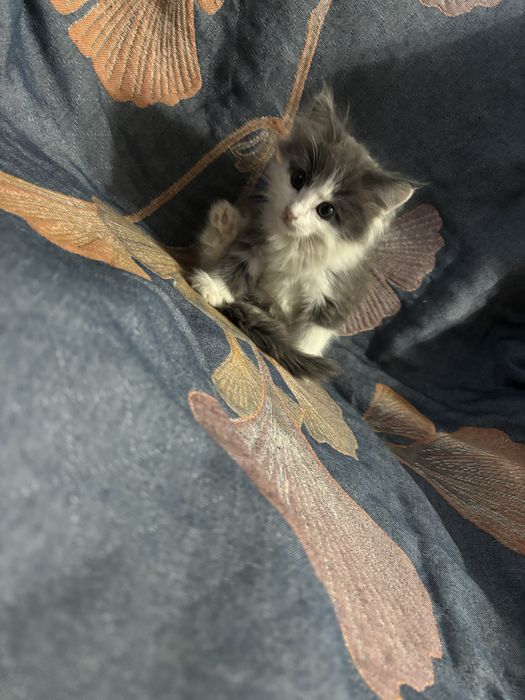 Отдам котенка в добрые руки