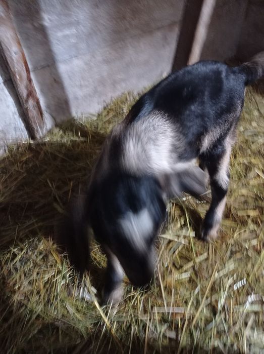 Продам козлика альпонуба.