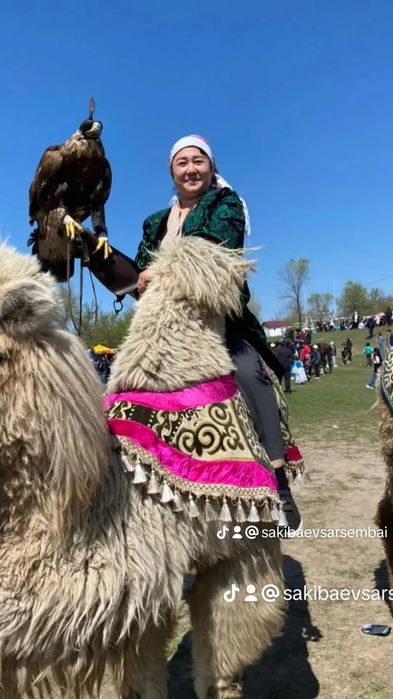Прокат верблюдами и лошадей