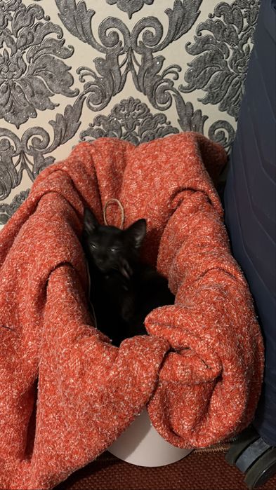 Черная кошка 2 месяцев