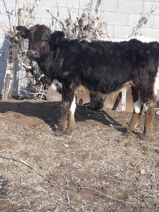 Продам быков 1г - 9мес