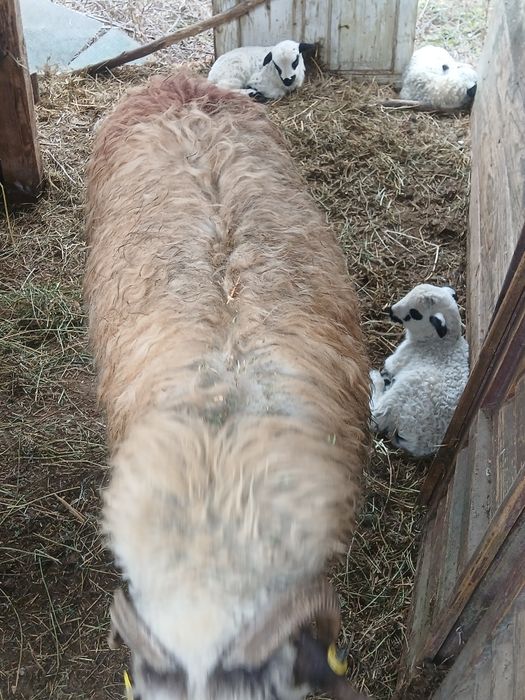 Vand 7 oi cu miei la picior