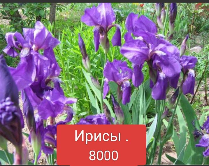 Саженцы садовых цветов и лекарственных трав.