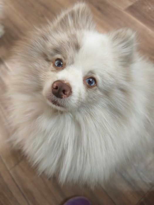 Немецкий шпиц кобель