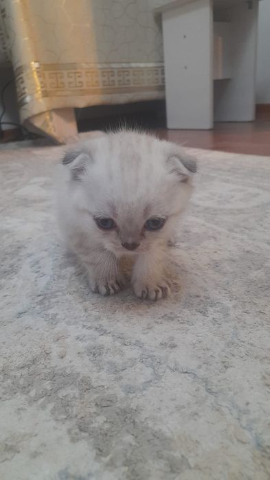 Продается котята