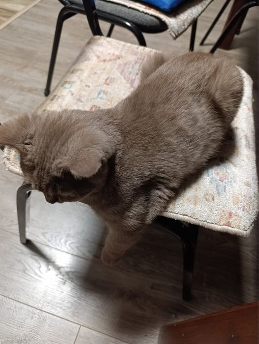 Котенок шотландский