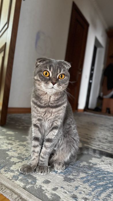 Отдам кошку в хорошие руки