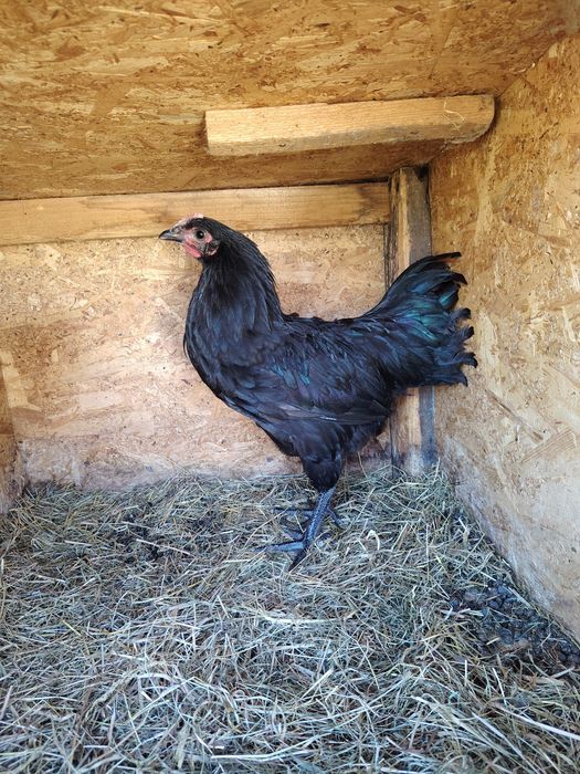 Cocoși australorp negru