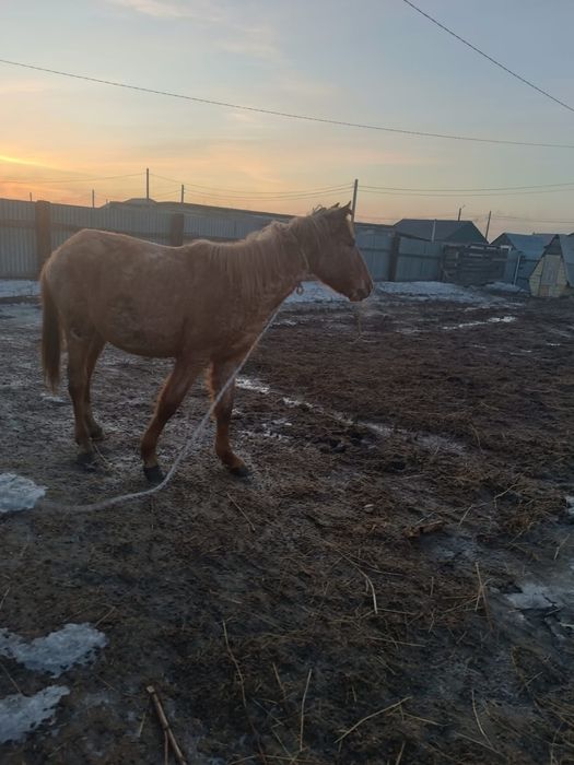 Продам баитал 1.10 мес