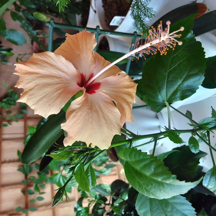 Цветы комнатные. Сортовые гибискусы !