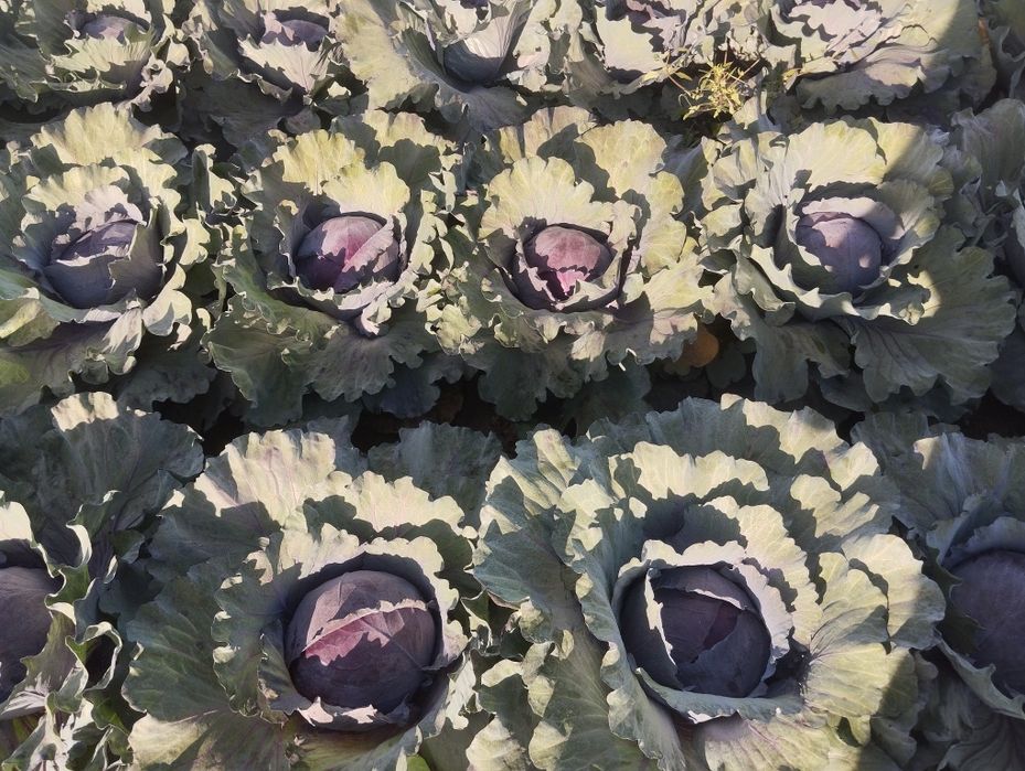 Продавам ЧЕРВЕНО ЗЕЛЕ на Едро.