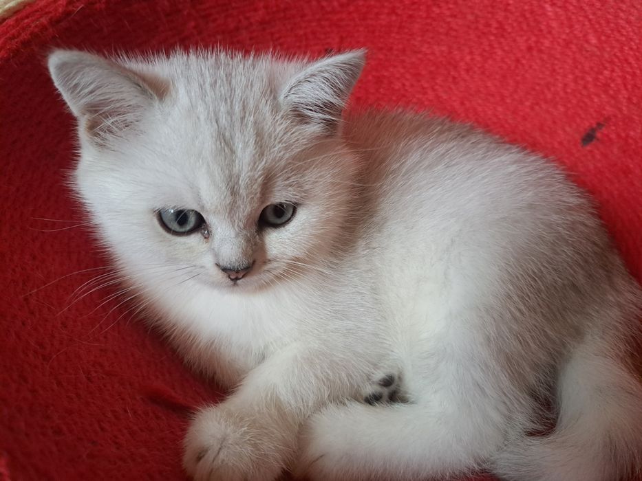 Шотландско котенце