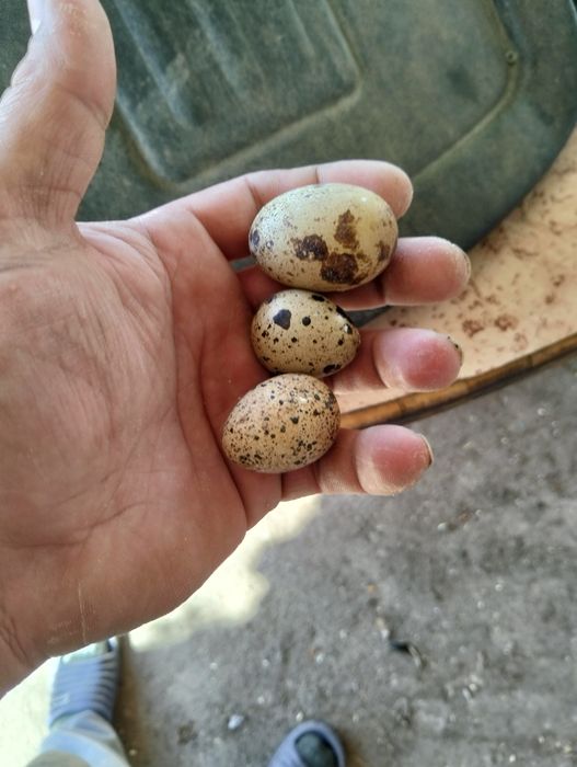 Oua de prepeliță