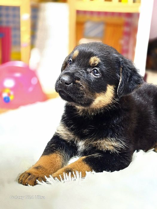 Прекрасные милые малышарики