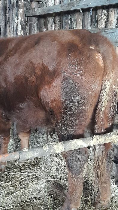 Продам быка белоголовый 2 года