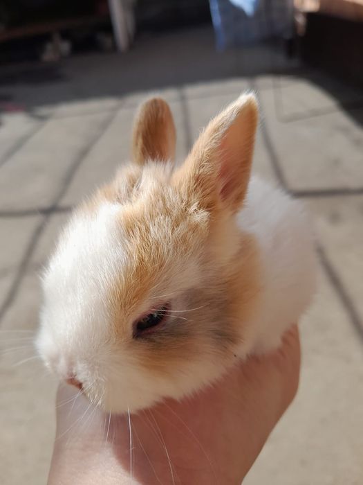 Кролики көжектер